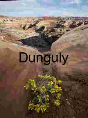 Yellow Desert Flowers at Canyonlands National Park View