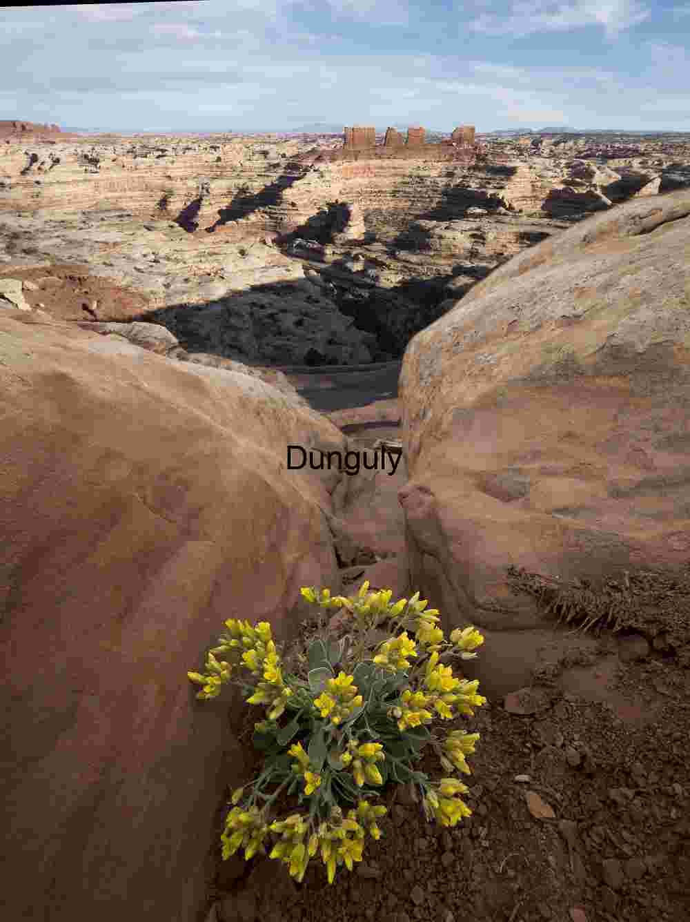 Yellow Desert Flowers at Canyonlands National Park View