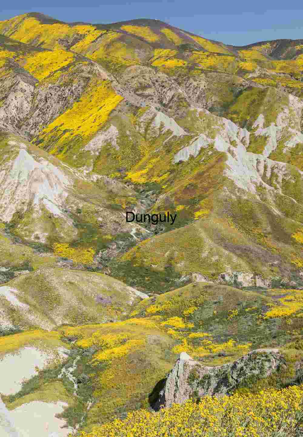 Yellow Superbloom Temblor Range: Carrizo Plain Monument Hills | Yellow ridges