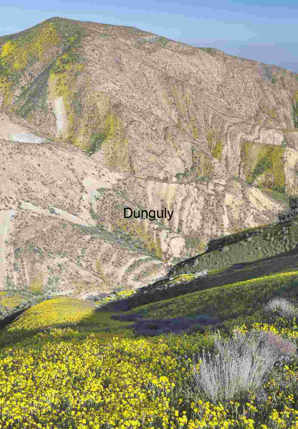 Yellow Superbloom Temblor Range: Carrizo Plain Monument Hills | Yellow wildflowers in the Temblor Range