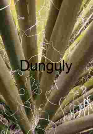 Yucca tendrils; Desert Succulent Textures