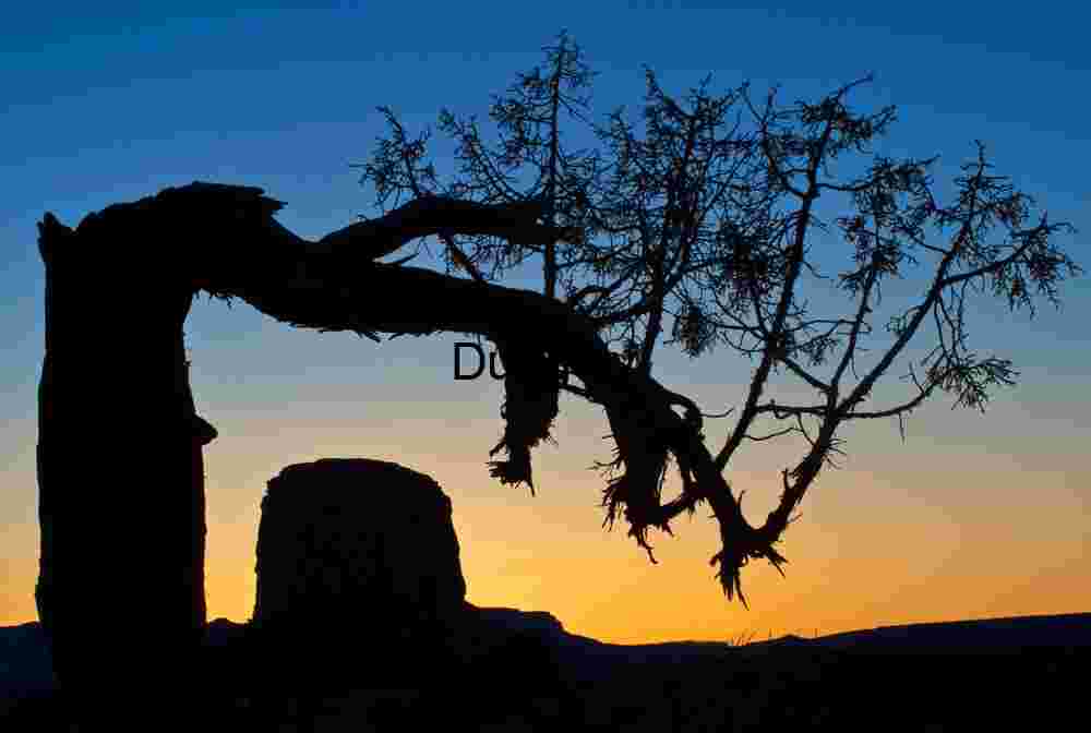 Bent tree and butte looking into the sunset