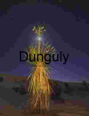 Oak tree yucca light painted with moon