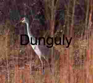 Sandhill Crane, elegance in the reeds