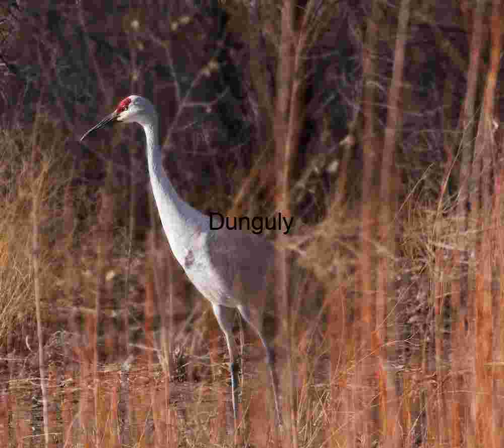 Sandhill Crane, elegance in the reeds