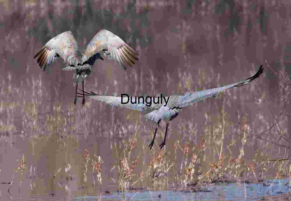 Sandhill Crane Landing Pattern | Sandhill Crane Pair