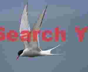 Arctic Tern in Graceful Flight Over Icelandic Waters