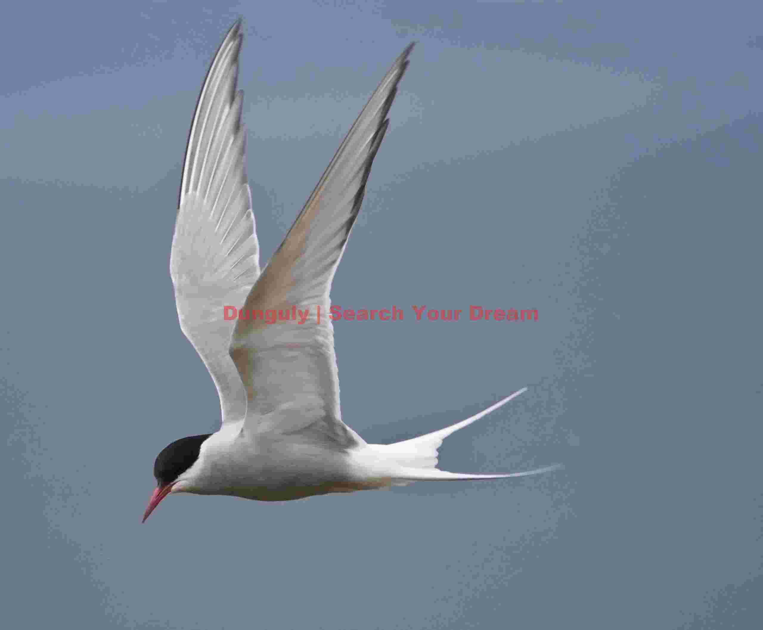 Arctic Tern in Graceful Flight Over Icelandic Waters