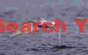 Arctic Tern Emerging from Iceland's Waters