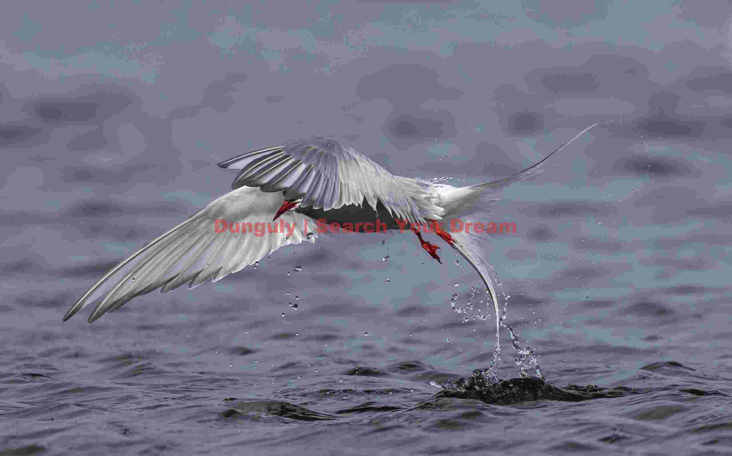 Arctic Tern Emerging from Iceland's Waters