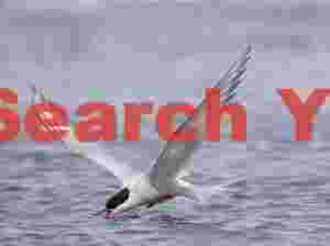 Arctic Tern Skimming Across Grimsey's Surface