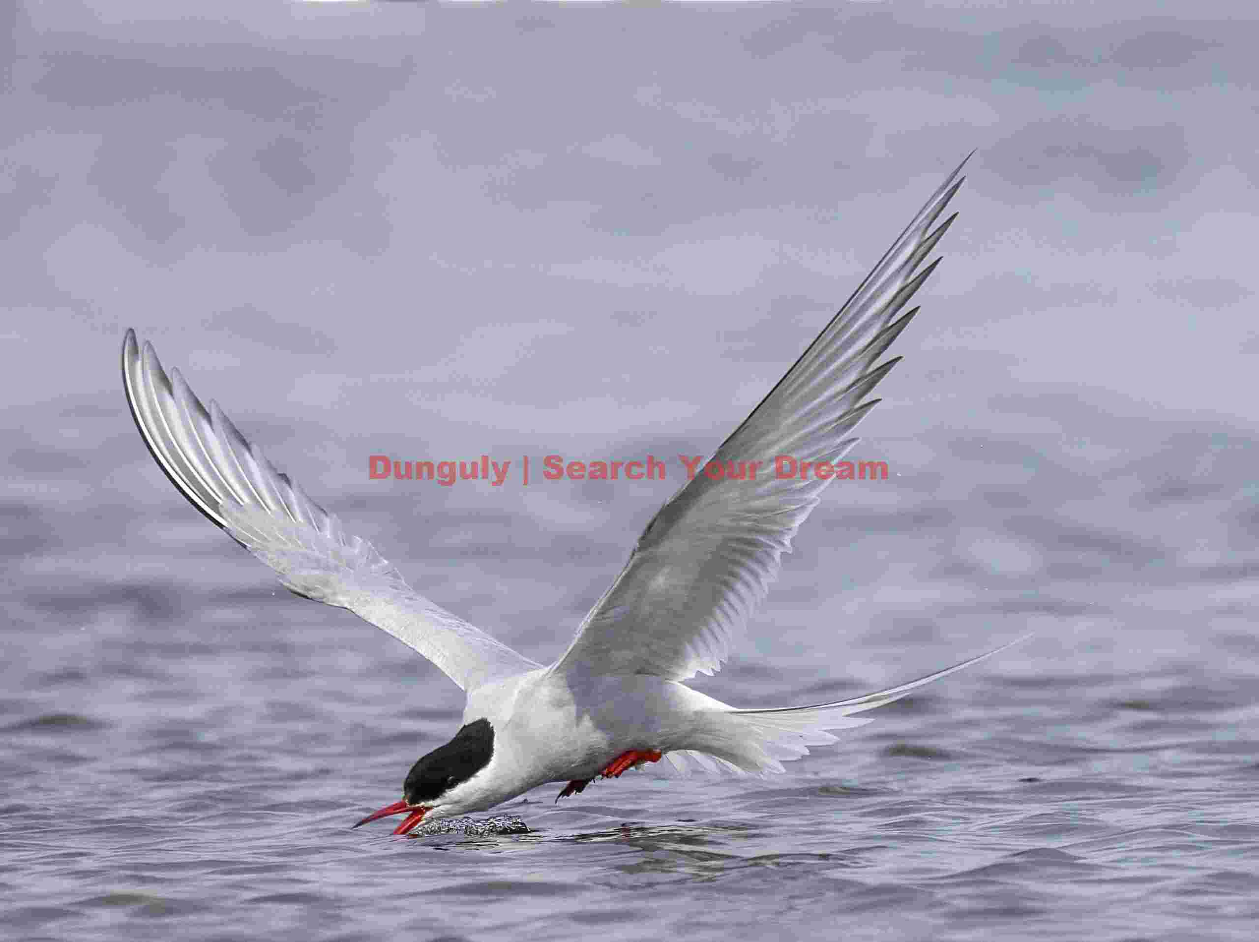 Arctic Tern Skimming Across Grimsey's Surface