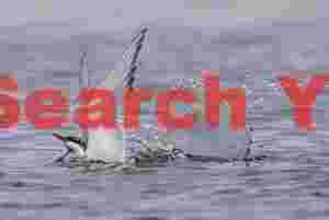 Arctic Tern Creating a Splash at Grimsey