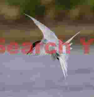 Arctic Tern with Wings in X Pattern Over Grimsey