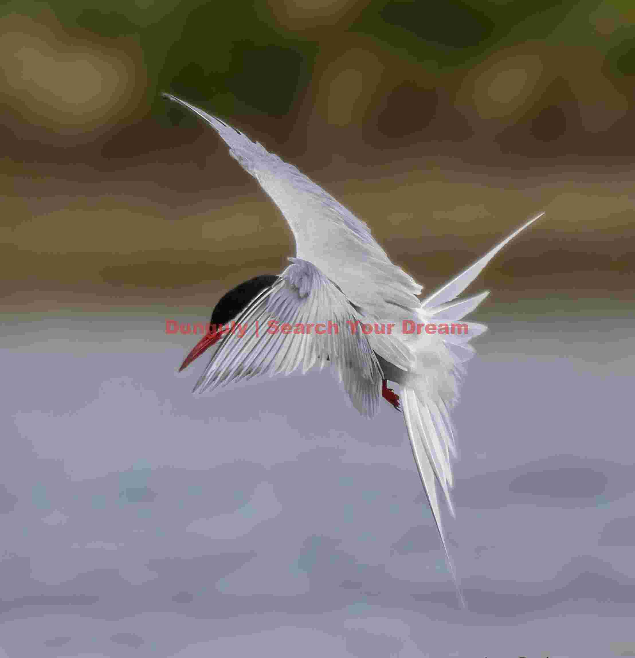 Arctic Tern with Wings in X Pattern Over Grimsey