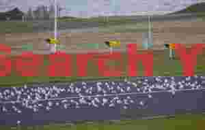 Arctic Terns Gathered on Grimsey's Runway