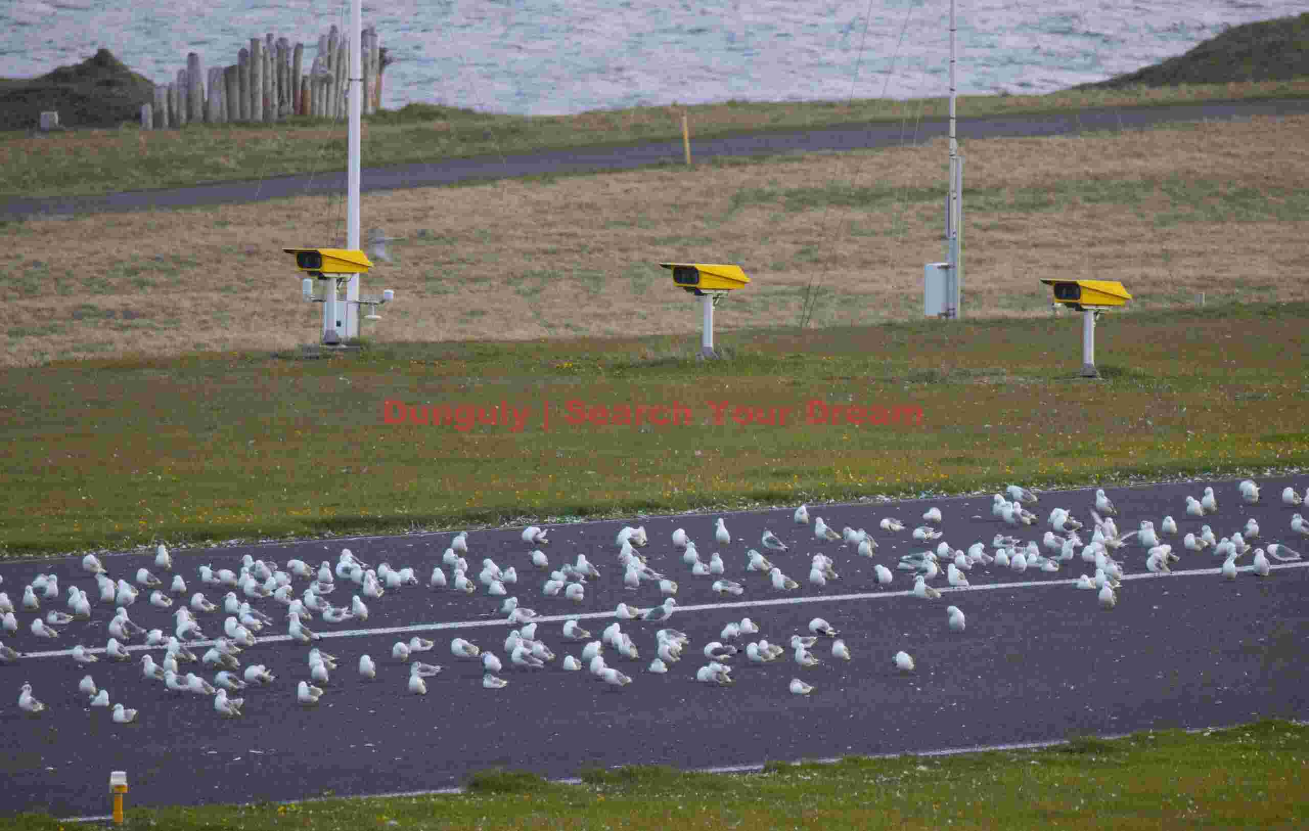 Arctic Terns Gathered on Grimsey's Runway