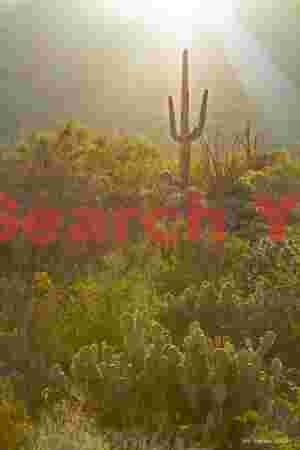 Golden Hour Desert Silhouettes