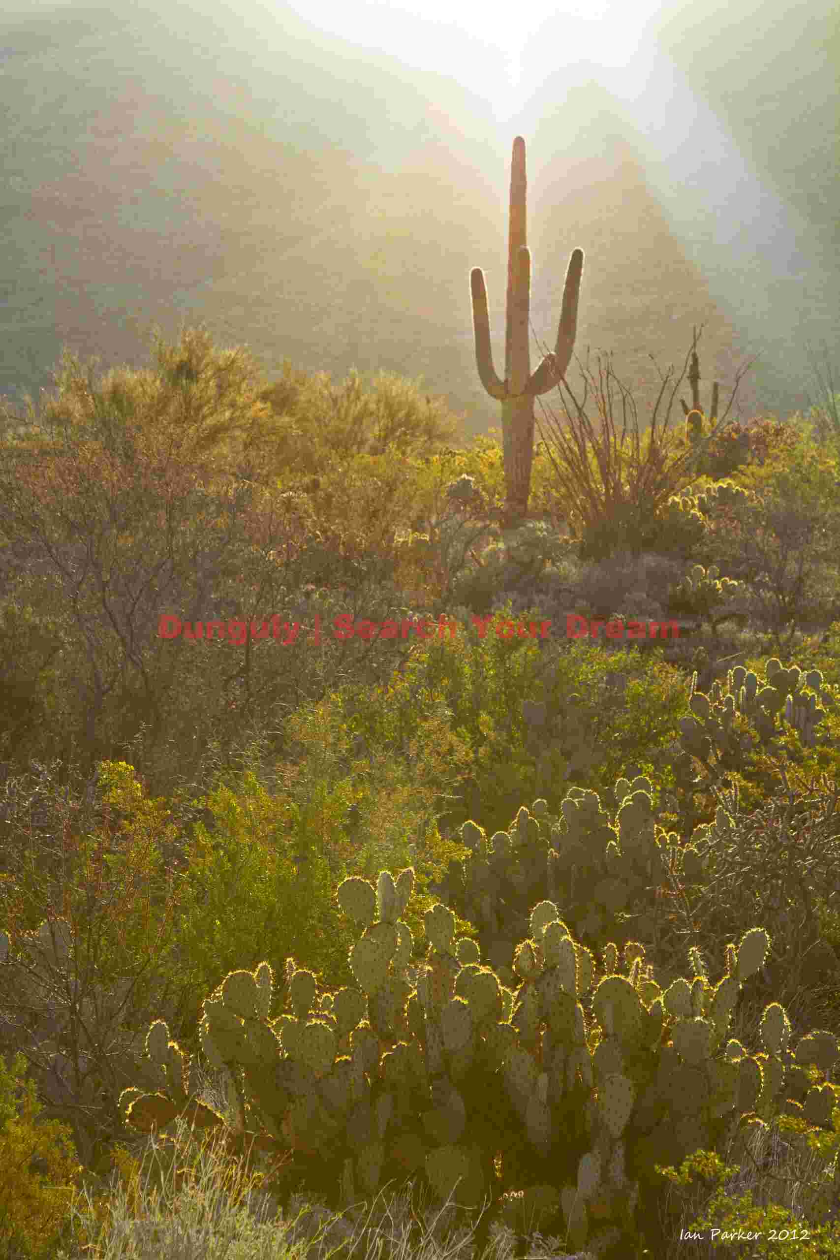 Golden Hour Desert Silhouettes