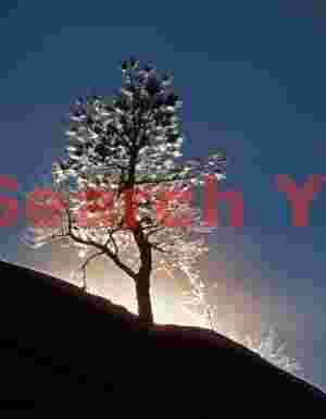 Backlit christmas tree on high ridge, Zion plateau