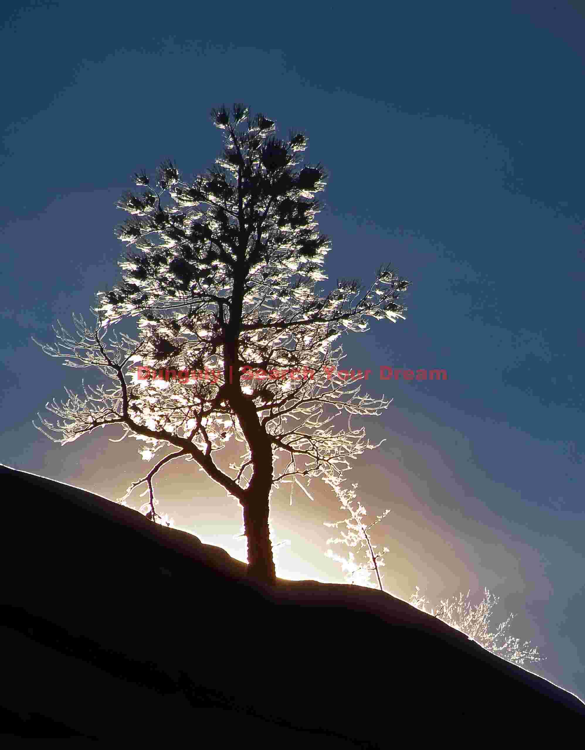 Backlit christmas tree on high ridge, Zion plateau