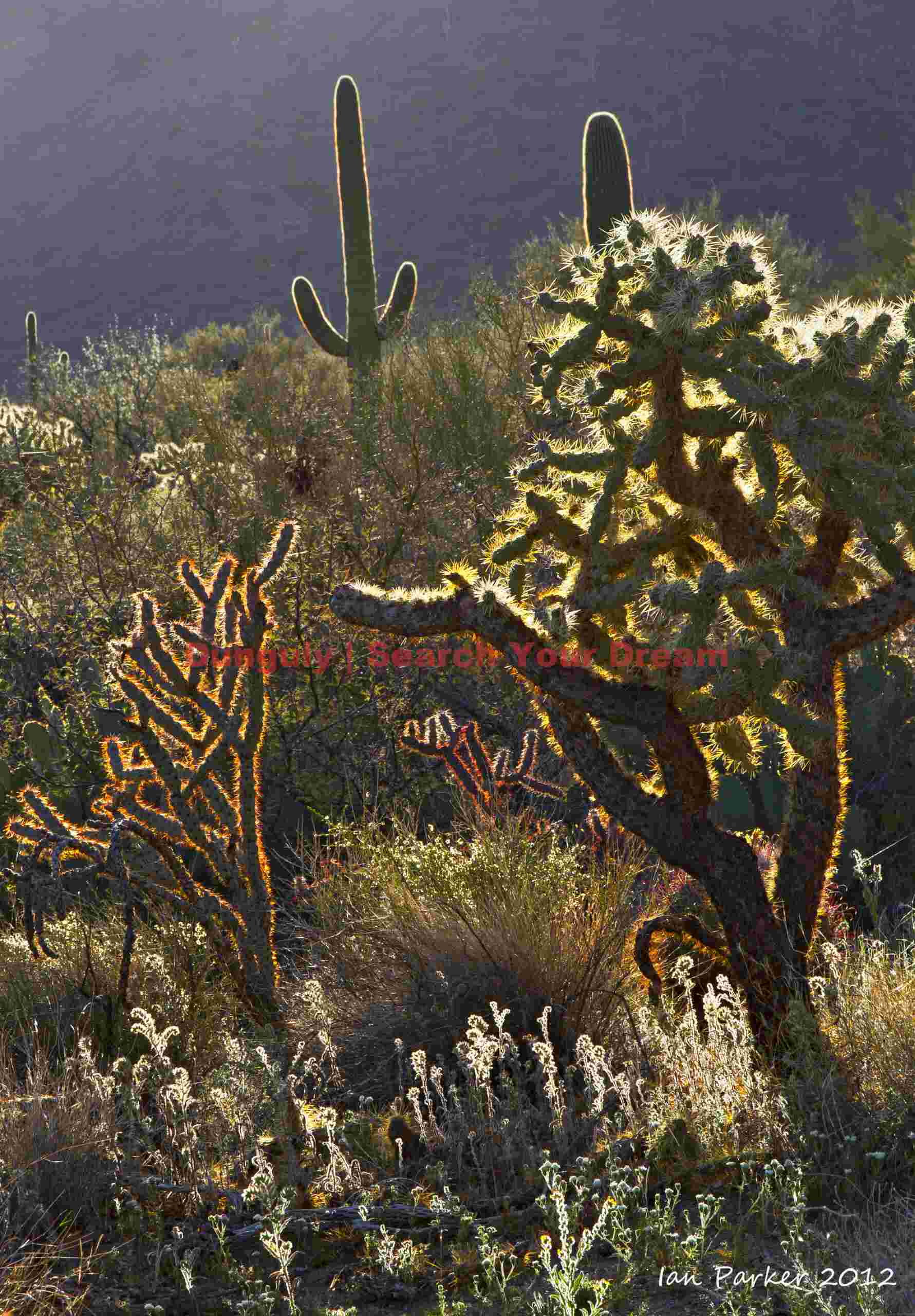 Nature's Protective Armor