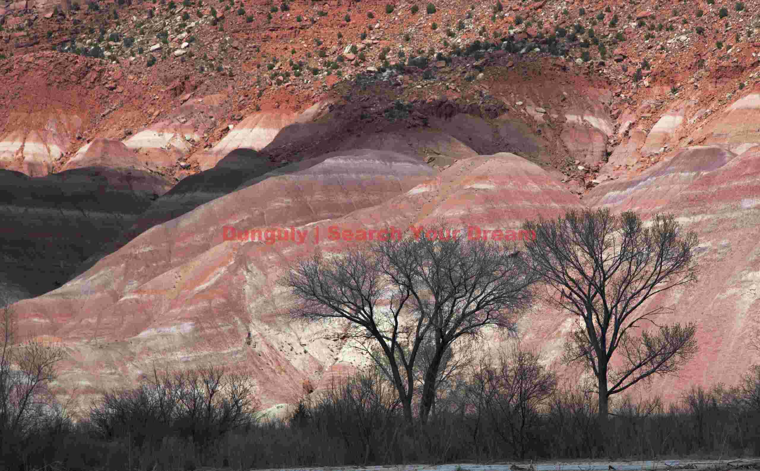 Twisted Trees Against Eroded Badlands
