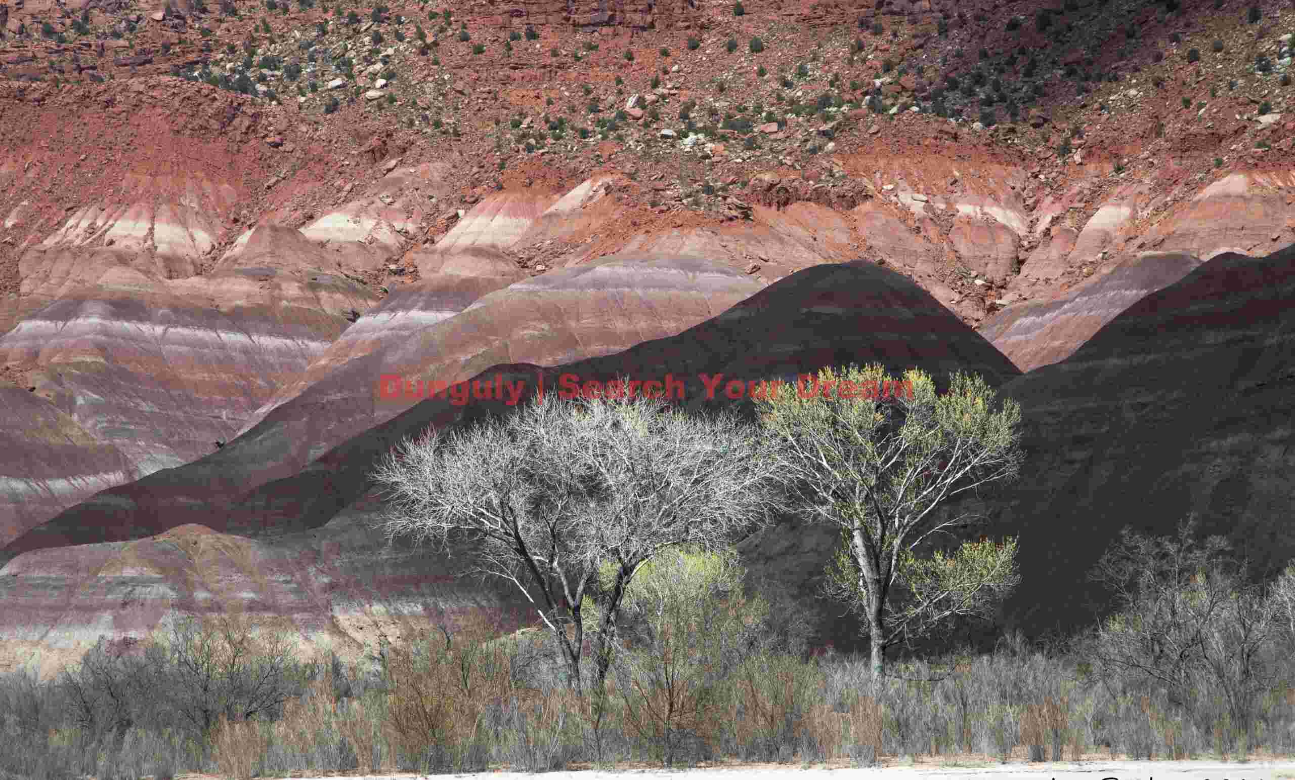 Living Trees Among Ancient Badlands Formation