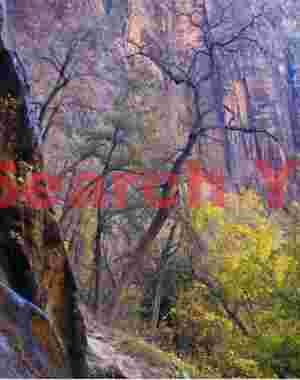 Solitary Sentinel at Weeping Rock