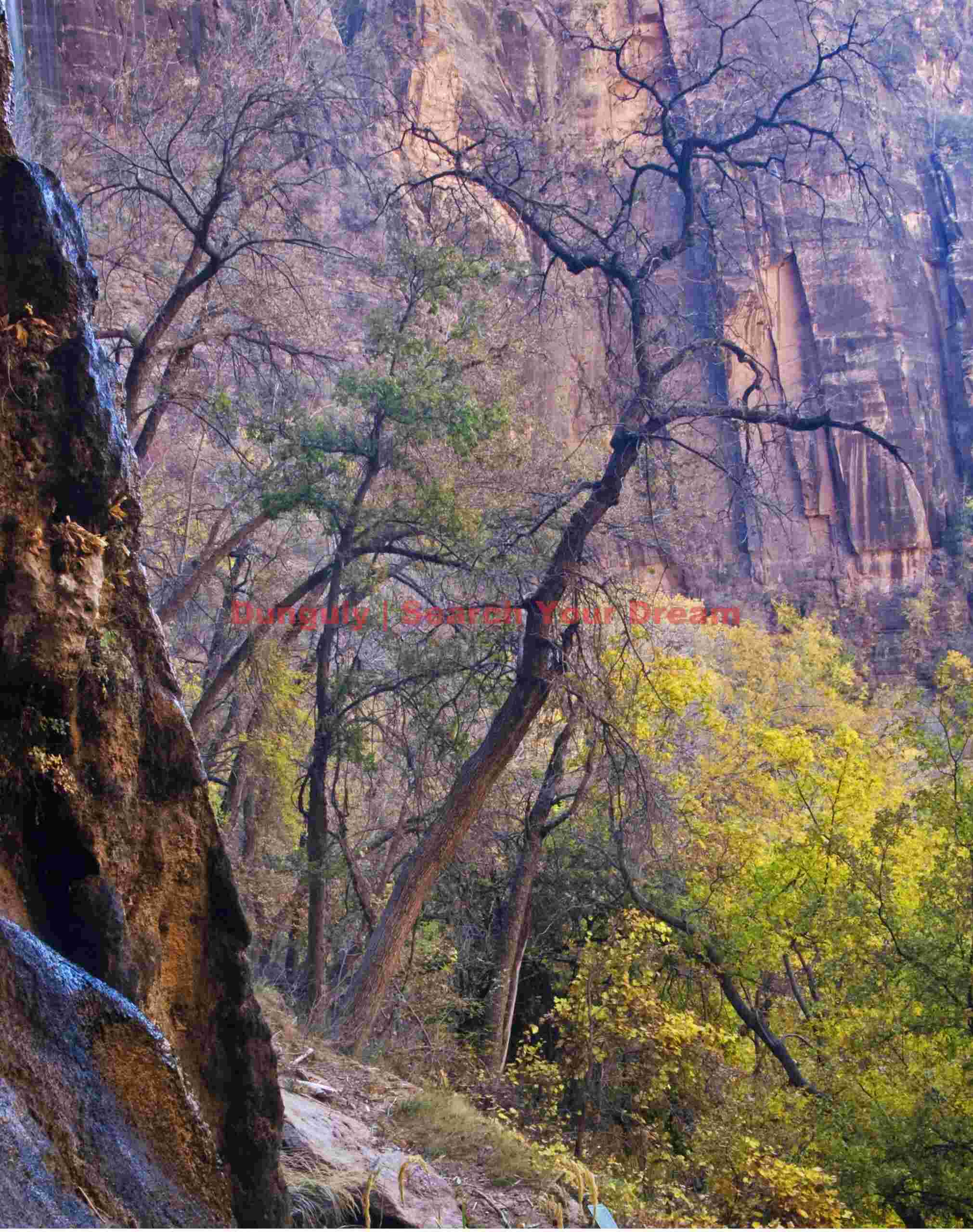 Solitary Sentinel at Weeping Rock