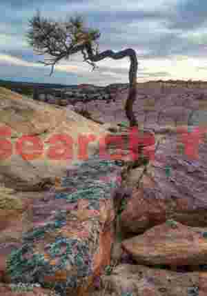 Resilience in Red Rock Country