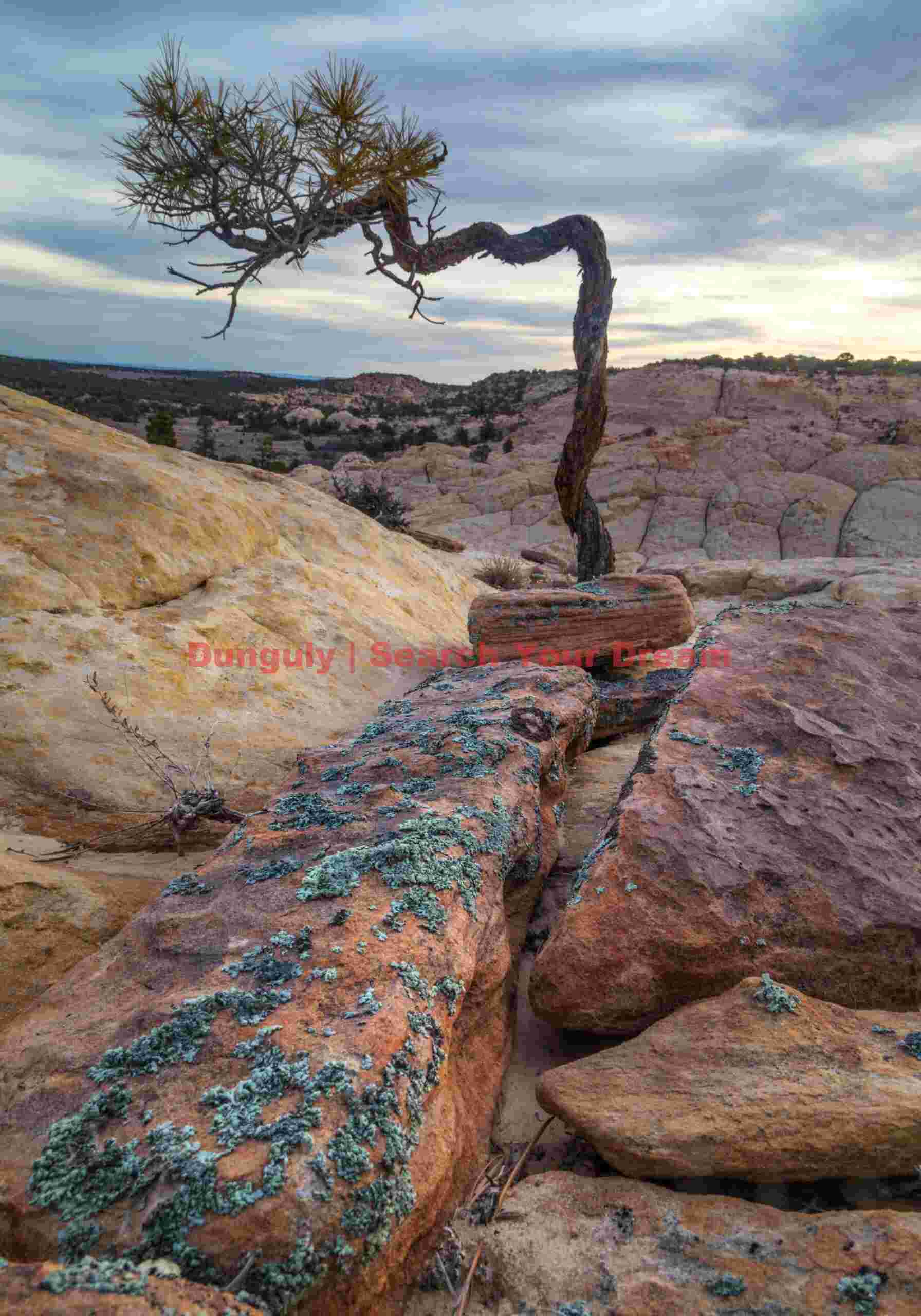 Resilience in Red Rock Country