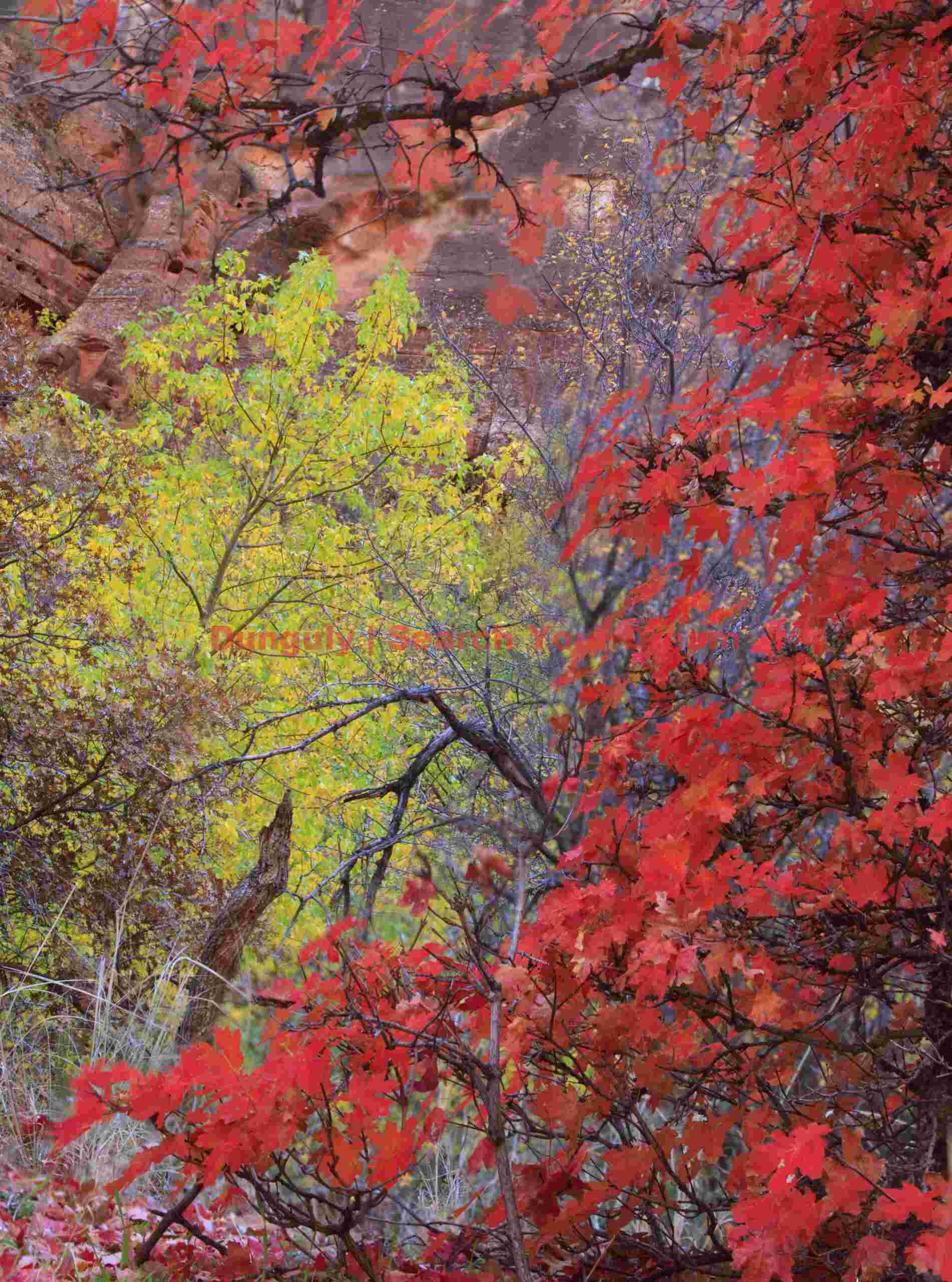 Autumn Symphony in Zion Canyon