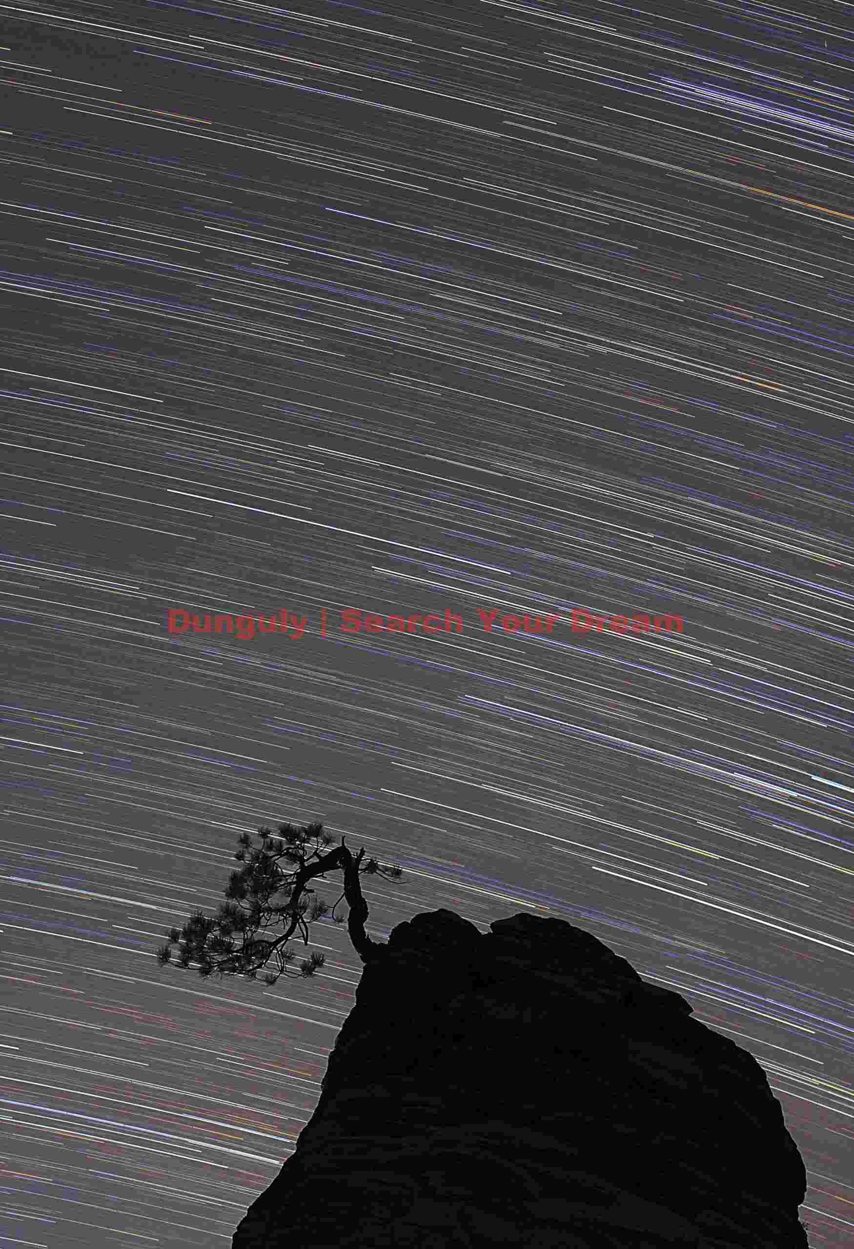 Bonsai tree and star trails, Zion plateau