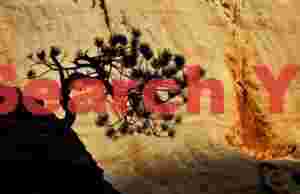Bonsai tree sillhouette; Zion plateau