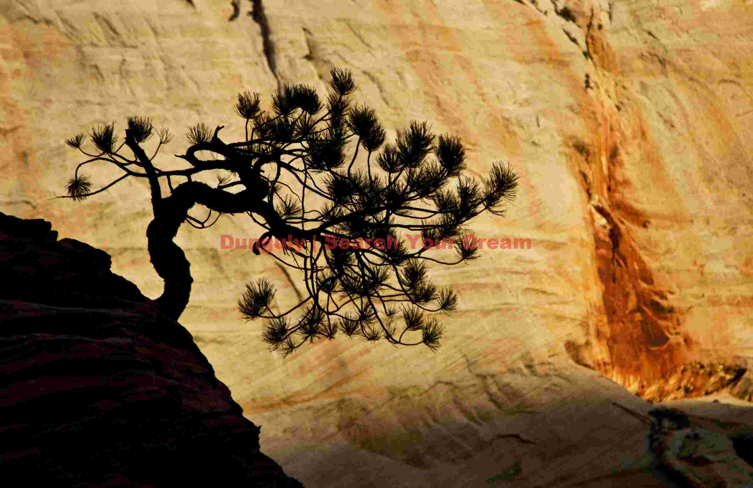 Bonsai tree sillhouette; Zion plateau