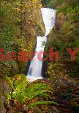 Bridal Veil Falls With Fern, Columbia River Gorge, Oregon
