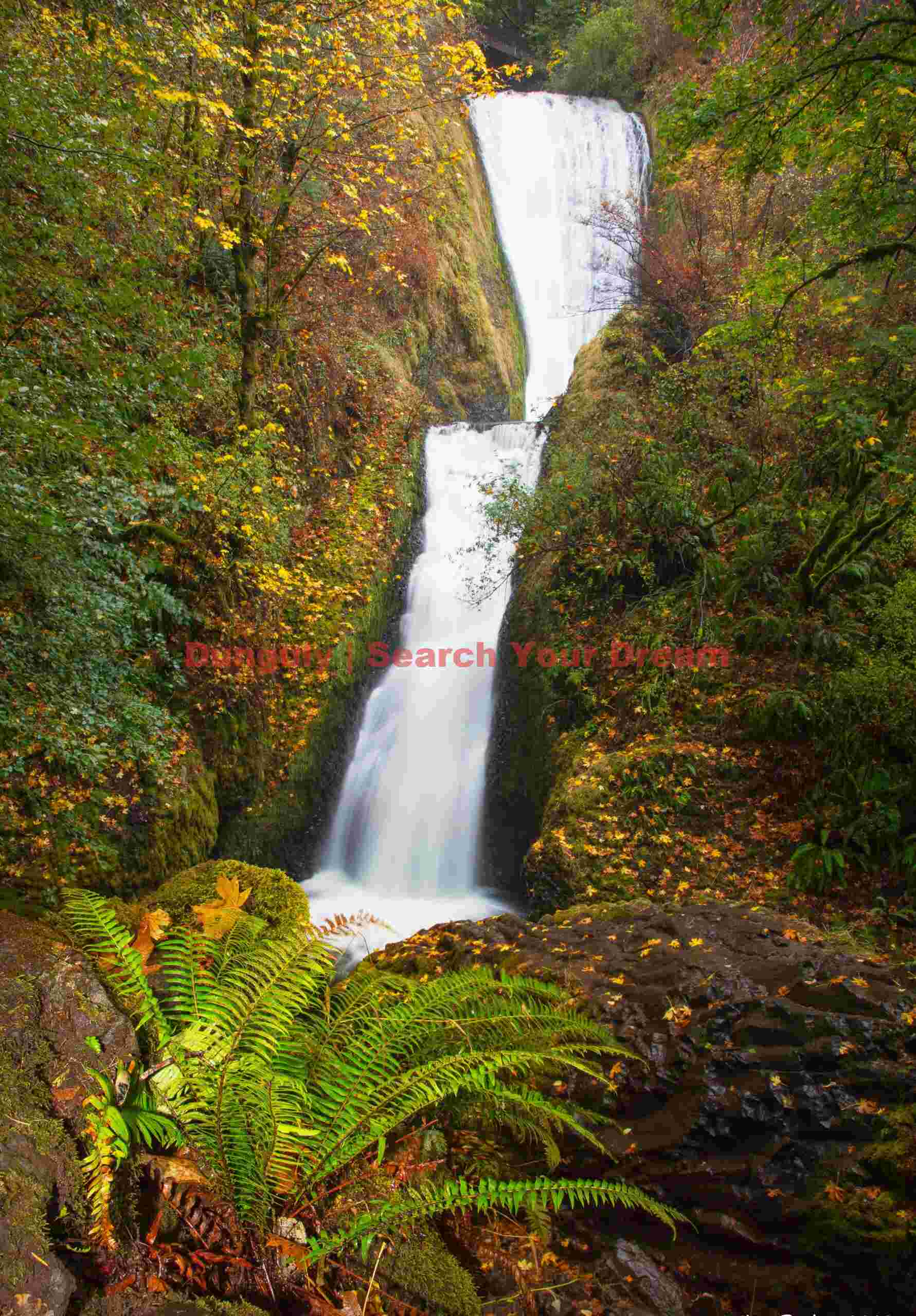 Bridal Veil Falls With Fern, Columbia River Gorge, Oregon