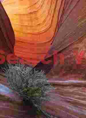 Bush in 'golden canyon' - North Coyote Buttes