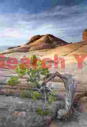 Cedar tree and sandstone - Yant Flat