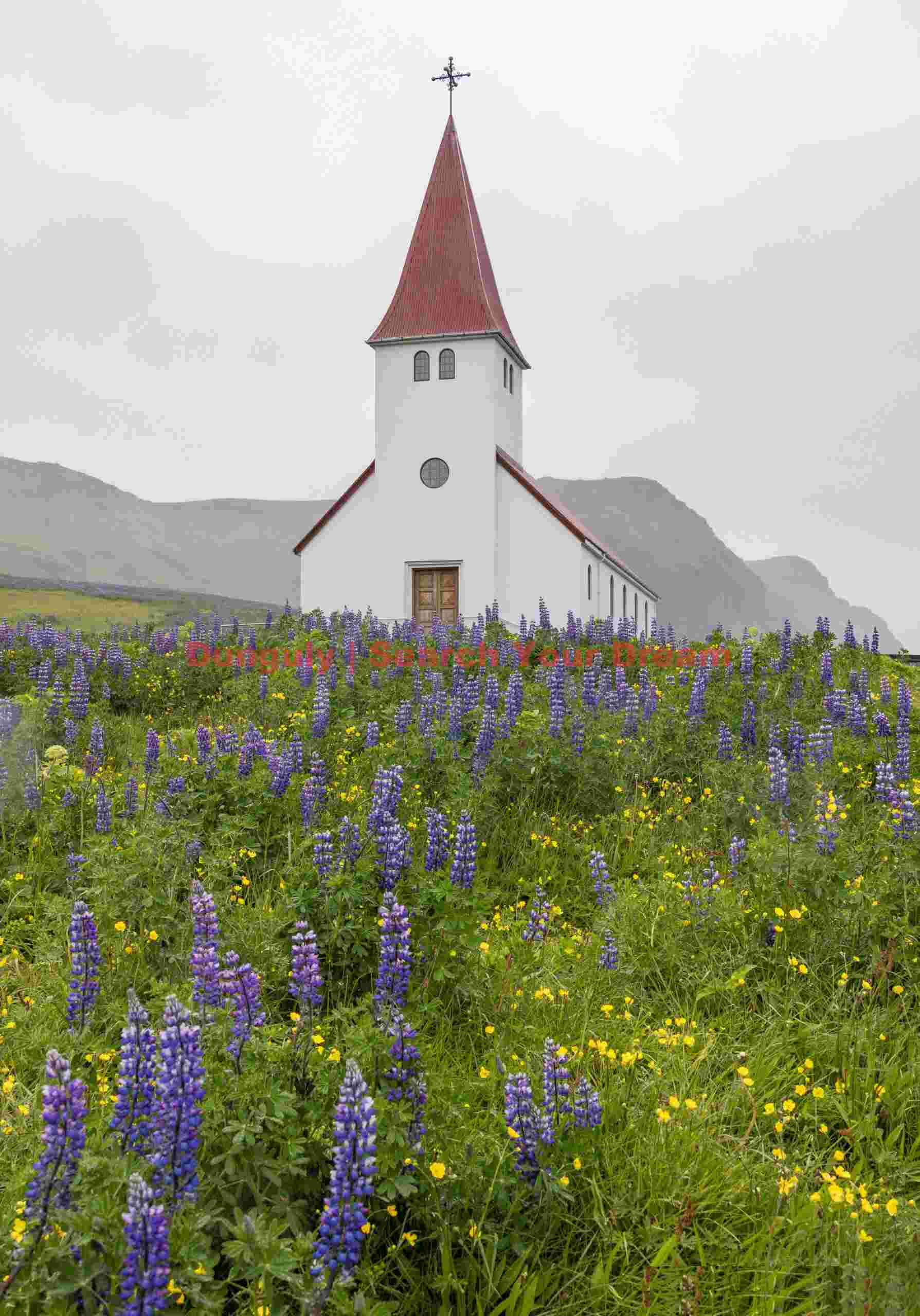 Church at Vik with lupins