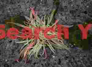 Iceland Landscape: Colorful tangle