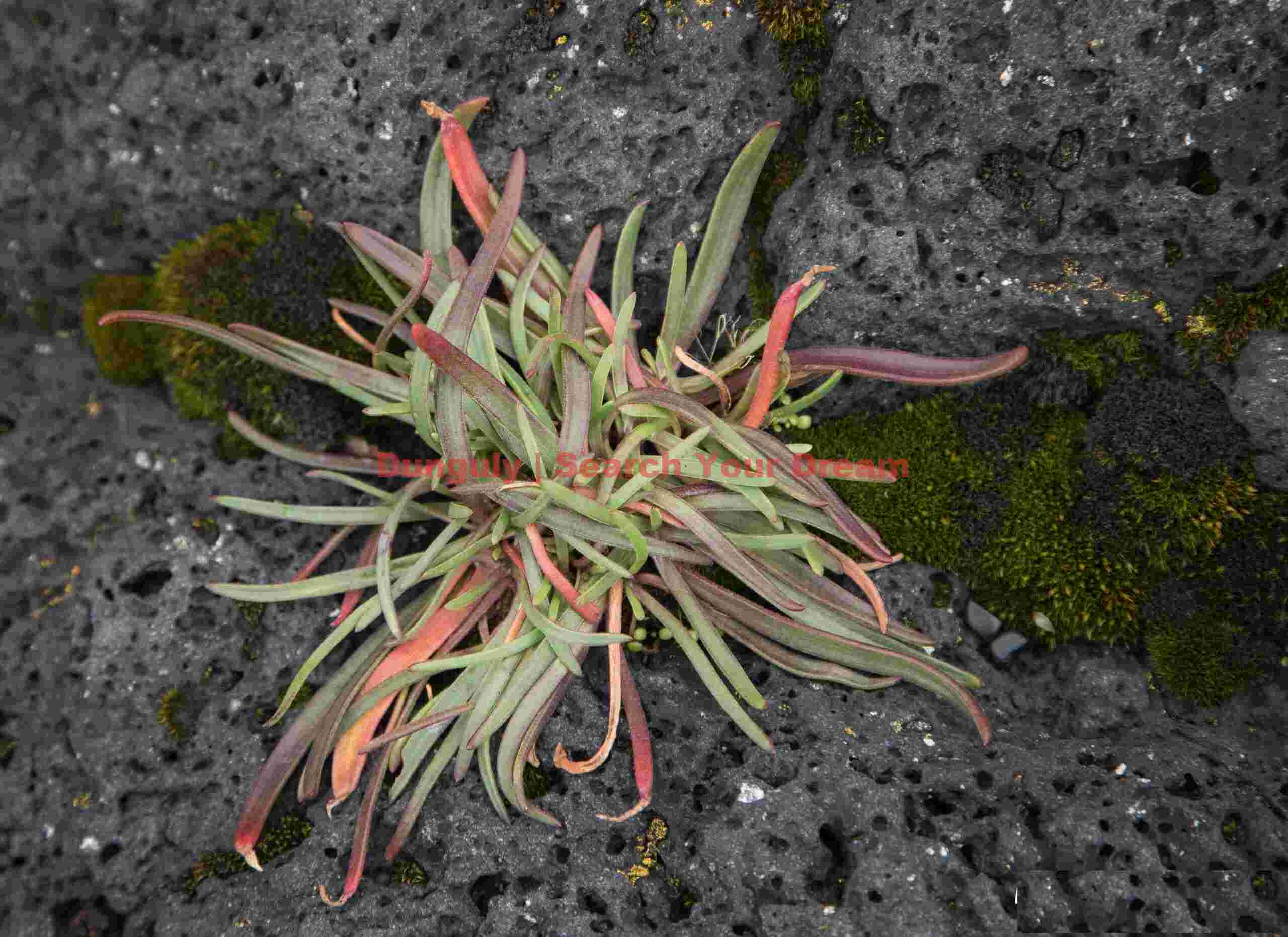 Iceland Landscape: Colorful tangle