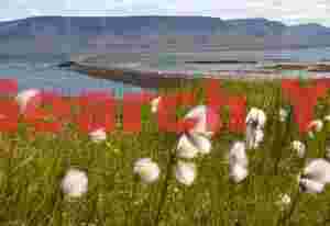 Iceland Landscape: Cotton grass and causeway