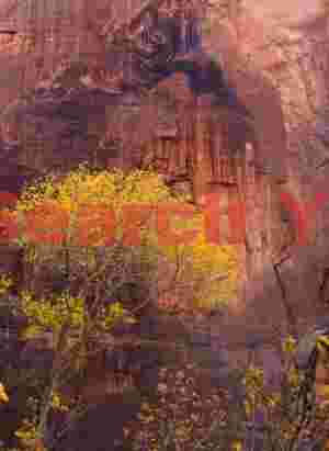 Cottonwood Sanctuary in Red Alcove