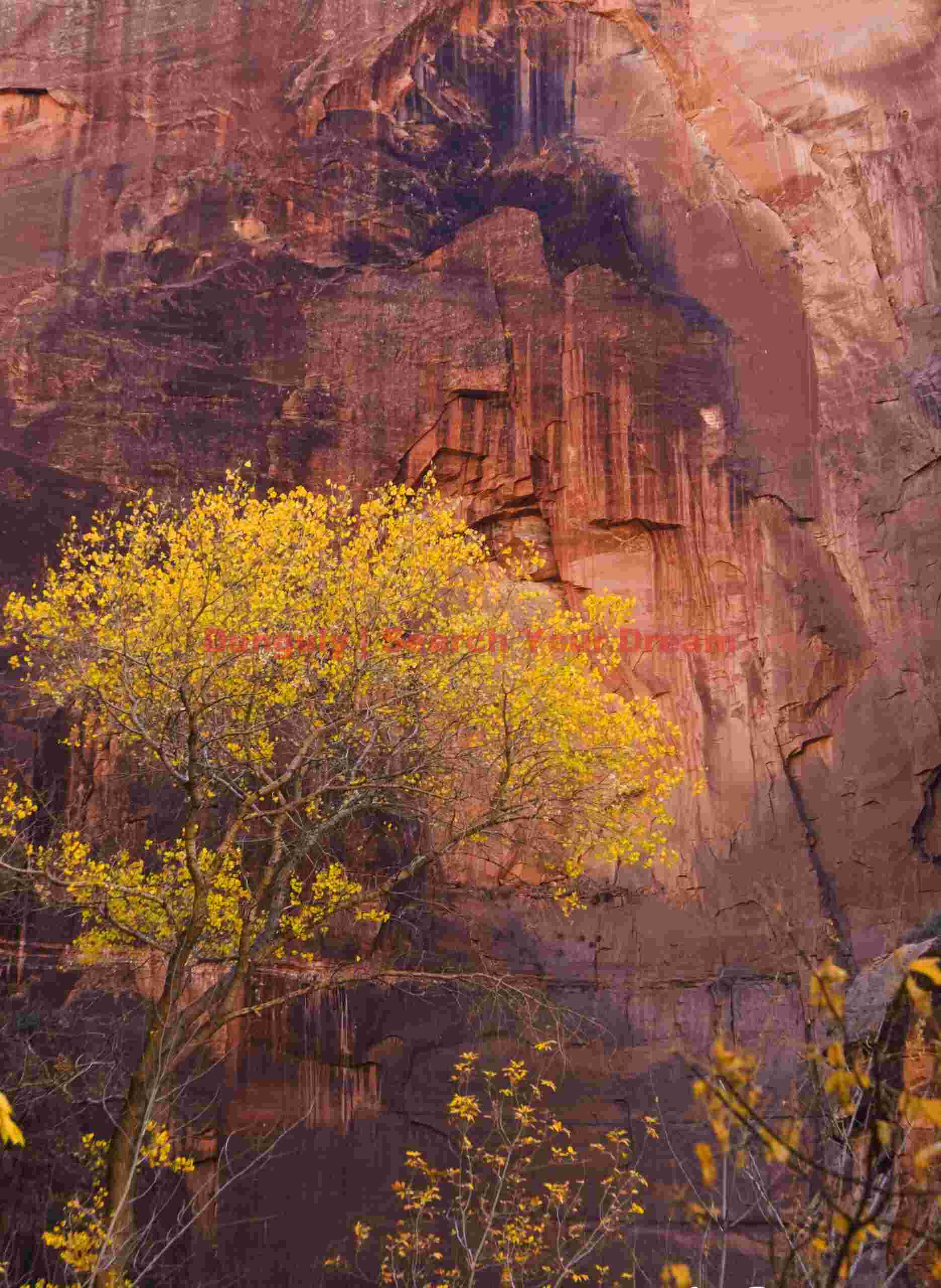 Cottonwood Sanctuary in Red Alcove