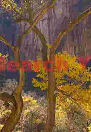 Delicate Cottonwood Branches