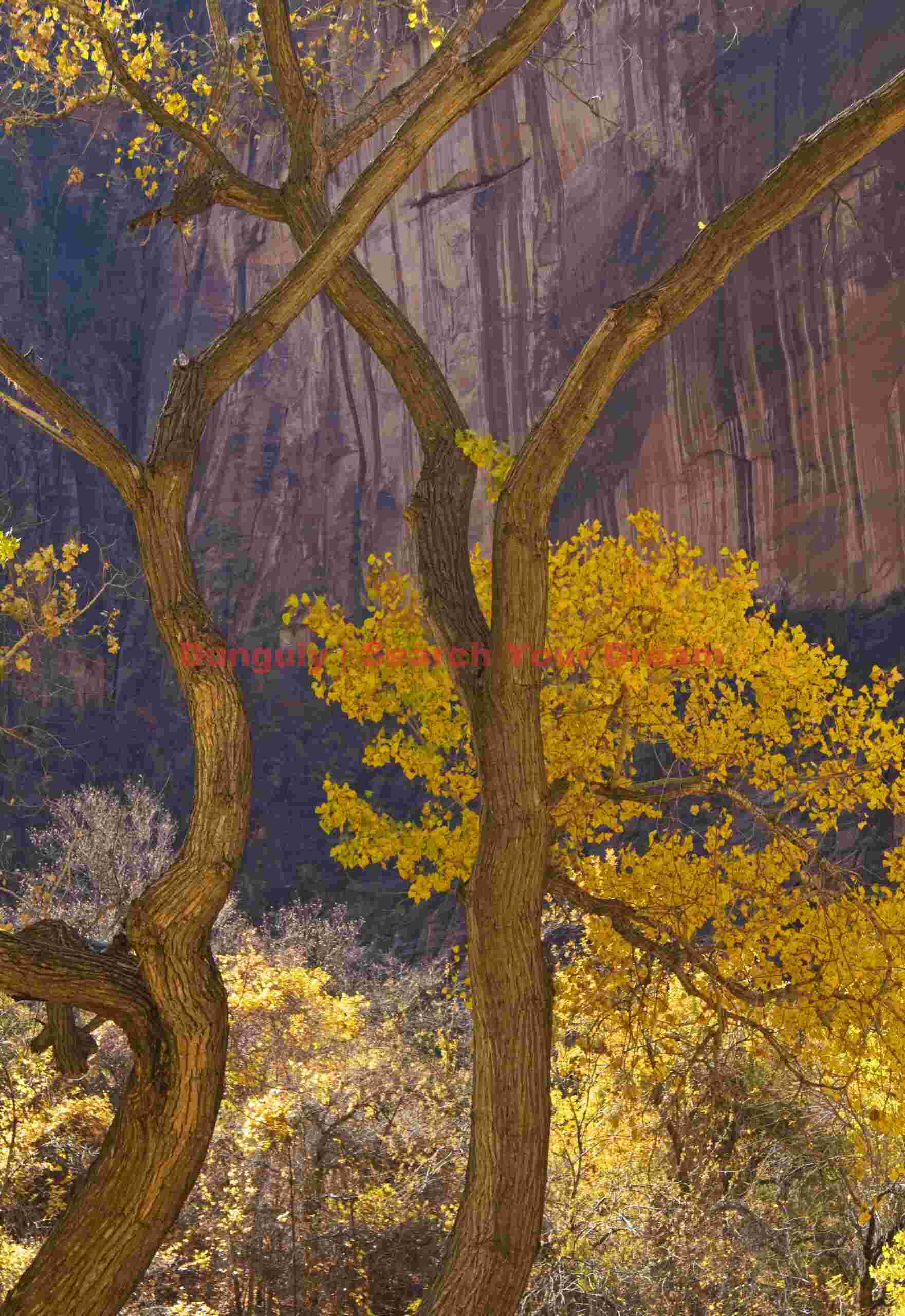 Delicate Cottonwood Branches