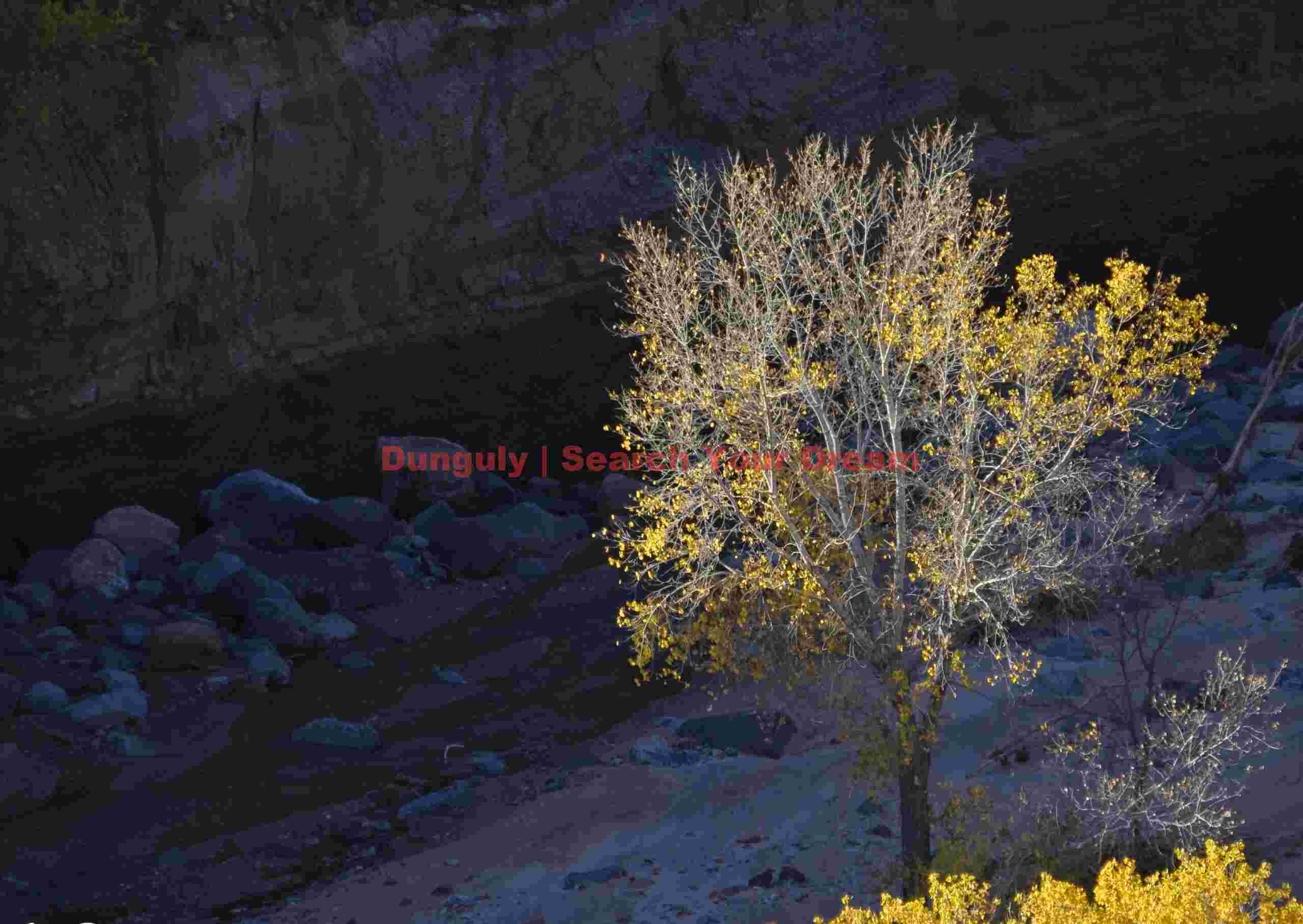 Cottonwood canyon sillhouette, Zion Natl. Park, Utah