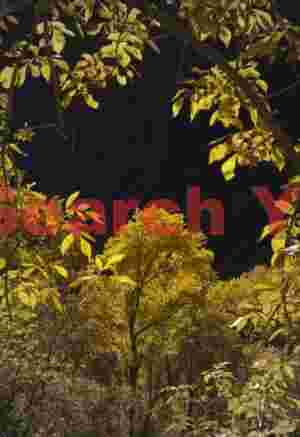Natural Window to Zion